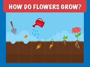 How Do Flowers Grow?