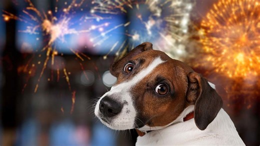 Tips to keep scared pets calm during fireworks
