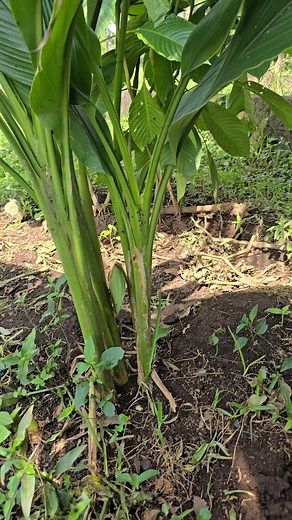 Como reproducir Curcuma en Casa | Siembra y cosecha