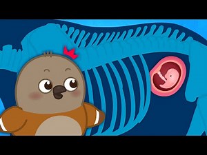 코끼리 왕 배꼽 #2 🐘 | 배꼽 속 비밀, 과연 정체는?! 👀 | 인기 어린이 동화 ★지니키즈