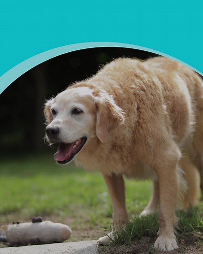 Award-winning Dog Insurance owners trust! 🐾 Get your hassle-free quote today! 🐶 Our Lunar Monthly, Lifetime Gold policies provide cover for: ✅Vet’s Fees up to £8,000 per condition, every 28 days ✅ Loss by Theft or Straying ✅ Public Liability . . . . . Lifestyle Policy Limited is an appointed representatives of The Equine and Livestock Insurance Company Limited. The Insurance Emporium is a trading name of The Equine and Livestock Insurance Company Limited (registered in England and Wales no: 29