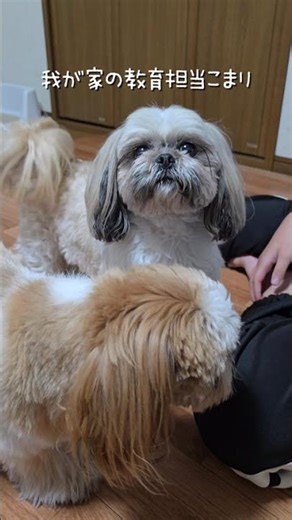 【シーズー】しつけのほとんどを担ってくれてる先住犬ʚ♡ɞ#dog#shihtzu#toypoodle#犬のいる暮らし