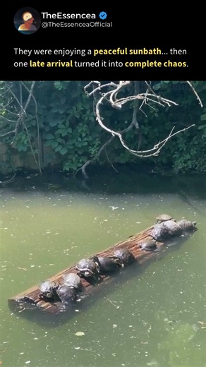 The Funniest Turtle Fail You'll See Today 🐢🪵