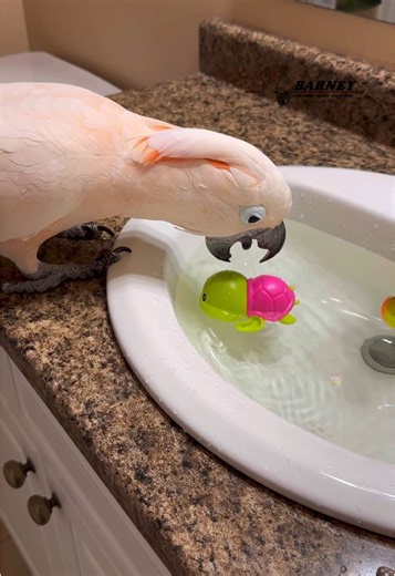 Barney loves playing with his water toys 😃🧡 #barneythewestcoastcockatoo #playing #water #toys