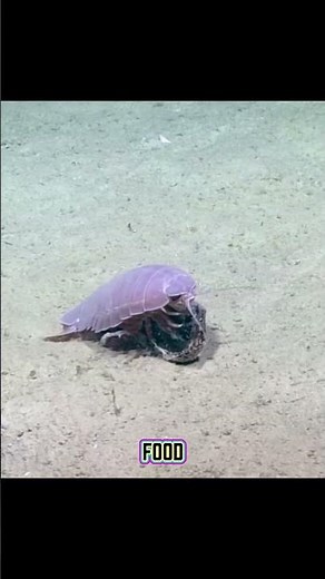 Why This Creature Is Called the Cockroach of the Ocean 🪳🌊
