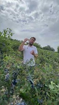 How do blueberries ripen?