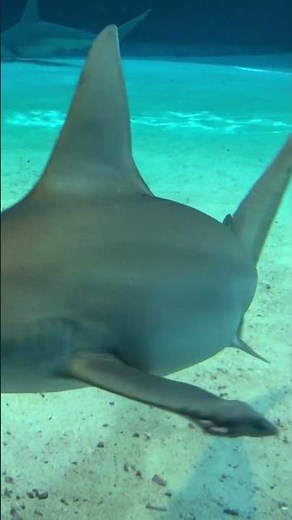 🦈 Hammerhead Shark: The Ocean’s 360° Vision Predator! 🌊👀