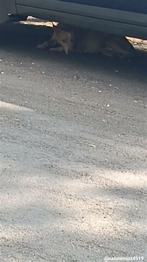 The cute dogs are finding a cool spot to chill.