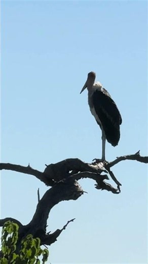 Marabou Stork #wildlife #ytshorts