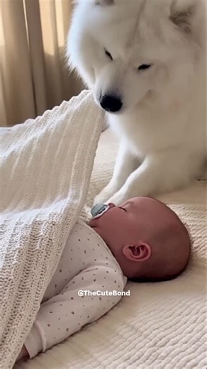 1.5K views · 46 reactions | Samoyed Covers Baby with Blanket 凉❤️ | Cutest Dog Ever #cutebond #cute #reels #baby #cutebaby #dog #samoyed #viral | CuteBond | Facebook
