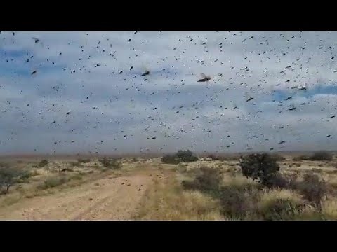 🚨LOCUST PLAGUE TODAY IN SOUTH AFRICA 🇿🇦 Insect swarms destroy crops in Eastern Cape, March 28 2022