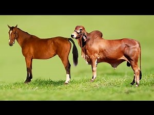 First time Cow mating with Big Bull | Animal Enjoy First Time | sab kuch apareo de animales