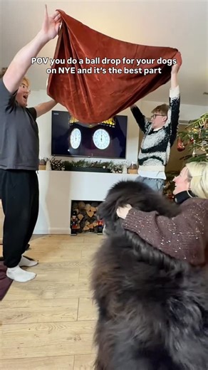 The Harfin Family on Instagram: "POV you do a ball drop on NYE for your dogs and it’s the best part… Happy New Year everyone, here’s to a lot more silliness in 2026 #dogs #comedy #funnydogs #wholesome #funny"
