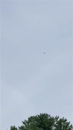 Red-Tailed Hawk FLYING HIGH & SCREECHING LOUD #nature #wildlife #birds #animals #shortvideo #shorts