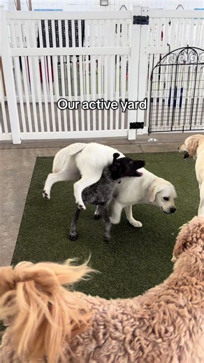 There’s room for everybody ! 🐾 #funny #dogsoftiktok #doggydaycare #fyp #puppytiktok