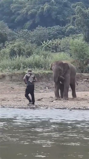 The elephant is hiding behind.