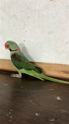 🦜🐦 Beautiful Green Parrots 🦜💚 | Colorful Parrots, Cute Moments & Amazing Bird Life!