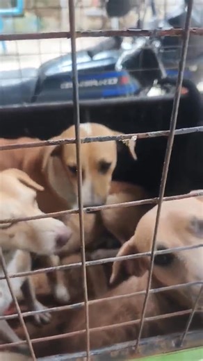 Marami ang nag-tag sa amin tungkol sa mga dogs na hinuli ng barangay pound sa Barangay Sto. Niño Tanay Rizal 🥲 Kahapon pa daw sila nahuli pero nakalagay lang sa isang kulong-kulong (improvised impounding vehicle). We tried to rescue these dogs. Pinakausap na namin ang brgy captain sa reporter, pero hindi sila ni-release. Naka-schedule na daw silang i-turn over sa city pound today. After 2 weeks pa raw sila pwedeng kunin or ma-adopt ng shelter. Sana abutan pa namin silang buhay lahat. 💔 Sa mga 