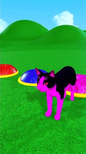 Cats-3D Animals💥