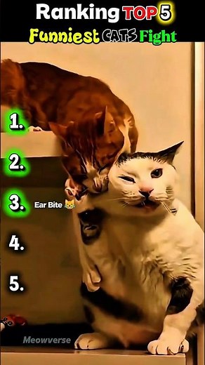 Ranking Top 5 Funniest Cats Fight #funny #cat