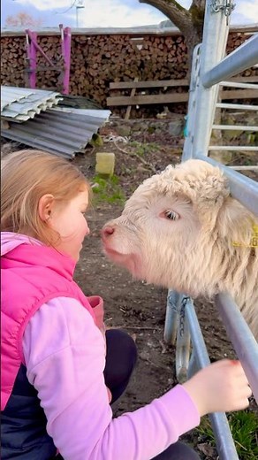 The Cutest Calf in the World – Highland cattle 🐮