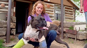 Crying because this season of Dr. Jeff is over. Also because this adorable three-legged boxer is feeling a lot better thanks to Dr. Petra! | Dr. Jeff: Rocky Mountain Vet
