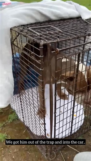 🚨 JUST RESCUED – DUMPED IN A FIELD... - Rebel Dogs Detroit