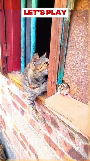 🐈 🐁 Cat Slapping A Rat #shorts #funny #funnyvideo #funnyshorts #funnycats #mouse #memes #animals