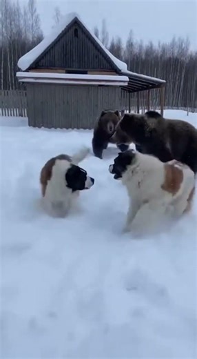 Moscow Watchdog Dogs