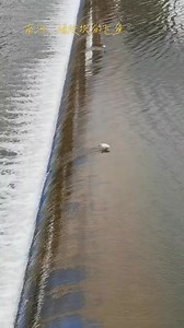 This fishing technique #pondfishing, #goldfish #Goliath#saltwaterfishing#bigfish#bigbaits#reef#offshore#fishingflorida#fishinglife#fishingtiktoks #fishingtips#fishinggear#fishingfun #fishing #fishinglife #fishingtips, #fishing | Vibe Wave