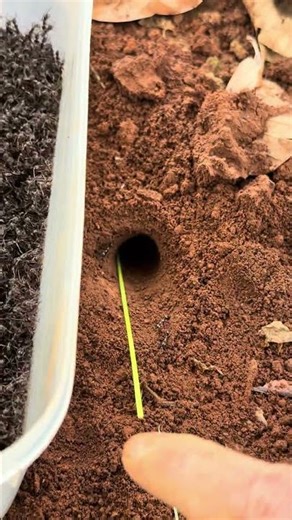 Skills black ants VS Alien centipede