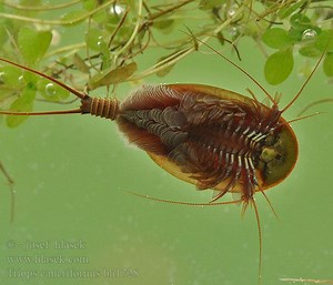 Triops cancriformis - Alchetron, The Free Social Encyclopedia