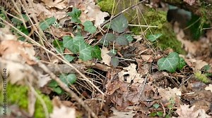 frog jump behind leafs