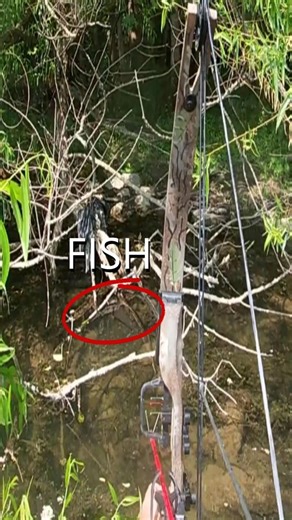 Bow fishing for Carp! #carpfishing #bowfishing #primitive #catchandcook #bowandarrow #fishing #fish