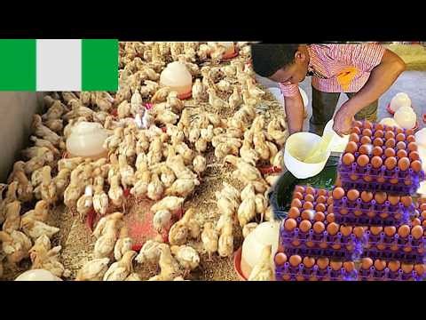 3 Weeks Later: See the Amazing Changes in Our Pullets