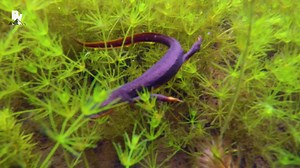 36K views · 141 reactions | Did you know that newts can be extremely toxic? Will Coyote be brave enough to free handle one?! | Coyote Peterson | Facebook