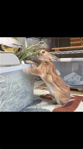 My rabbit has been busy lately, so he's been hooked on quick, standing meals... #rabbit #cute