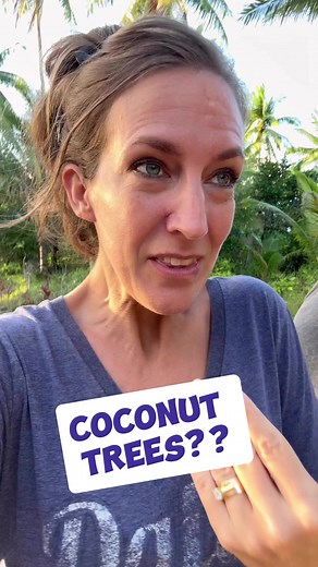 Who else is “today years old” when they found out that not all palm trees are coconut trees?? 🤡🌴🫥🫠😄 Anyone willing to confess?!? The trunks and leaves are slightly different and there’s only one kind of palm tree that produces coconuts! The coconut tree. This is brand 👏 new 👏 information 👏👏👏! #polilloisland #philippines #fulltimetravel #travelwithkids #palmtrees #coconuttrees | Amber Harper