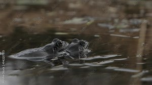 Two common frogs mating in pond water during mating season in spring, close up