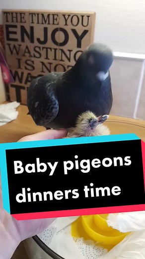 Feeding Baby Pigeons: What You Need to Know