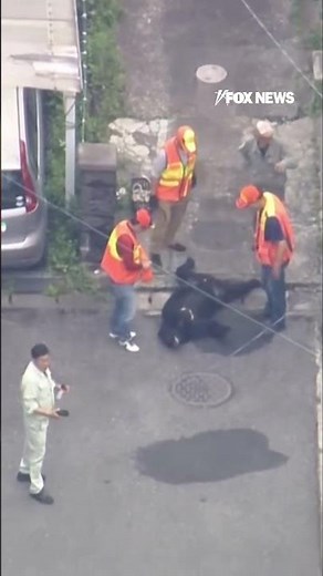 SEE IT: Wild bear causes chaos in Japan after sprinting through shopping center #shorts #news #japan