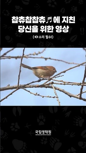 봄철 생태원에서 만날 수 있는 새들 #힐링영상 #탐조 #국립생태원 #에코리움