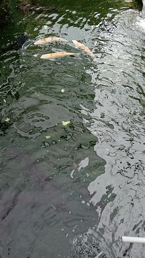 Nanyang fish aquarium | Robert Liew