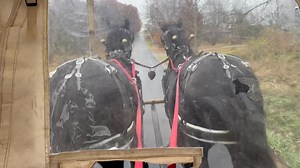 Tom & Dick stepping along 🐴 🐴 | Gabriel Miller