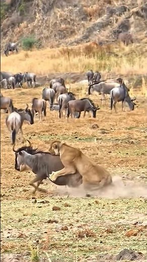 Lion Hunting wildbeest 😱🔥🦁 #wildlifeentertainment #shortvideo #wildlife #viral