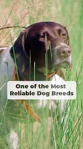 One of the Most Reliable Dog Breeds #dogbreed