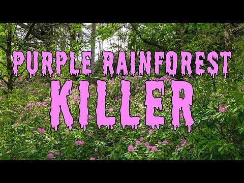 This aristocratic plant is ruining Scotland’s Rainforest