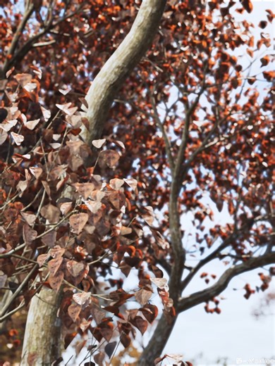 Anydrafts on Instagram: "Digital Archive of Plants - Triadica sebifera CommonName: Chinese tallow, Florida aspen Family: Euphorbiaceae Genus: Triadica The plant model belongs to Vol 108. Triadica sebifera is a deciduous tree in the Euphorbiaceae family, reaching up to 15 m in height. The entire plant contains milky sap and is glabrous. Bark dark gray; branches spreading. Leaves alternate, rhombic or rhomboid-ovate, 3–8 cm long, with two glands at the petiole apex. Yellowish-green unisexual flowe