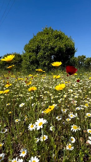 Flower field #nature | Beautiful Scenes & Things