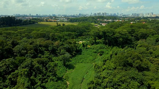 Almost half of Singapore is now green space. Here’s how it became a nature-first city